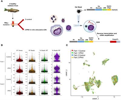 Single-cell atlas of rainbow trout peripheral blood leukocytes and profiling of their early response to infectious pancreatic necrosis virus
